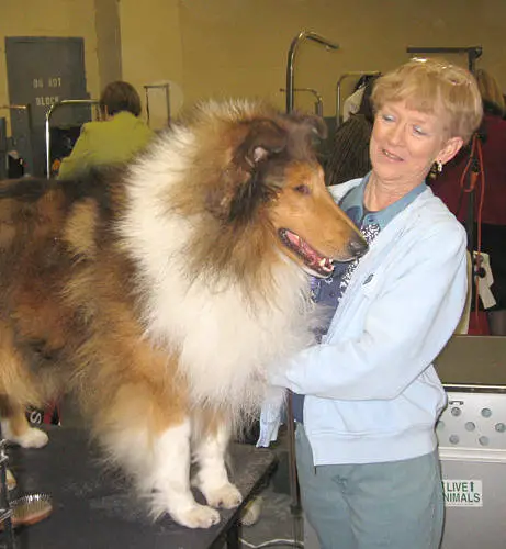1358358438~Rough-Collie-in-the-left-side.jpg
