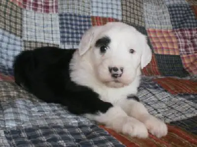 1358359326~Black-and-white-Rumanian-Sheepdog.jpg
