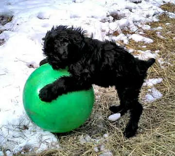 1358387497~Russian-Bear-Schnauzer-Puppy-playing-with-the-Ball.jpg