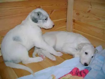 1358399527~Two-Cute-Russian-Wolfhound-Puppies.jpg