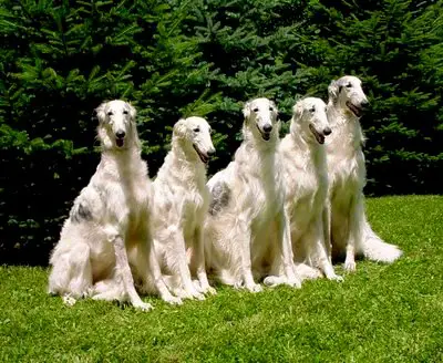 1358399532~Russian-Wolfhound-Family.jpg
