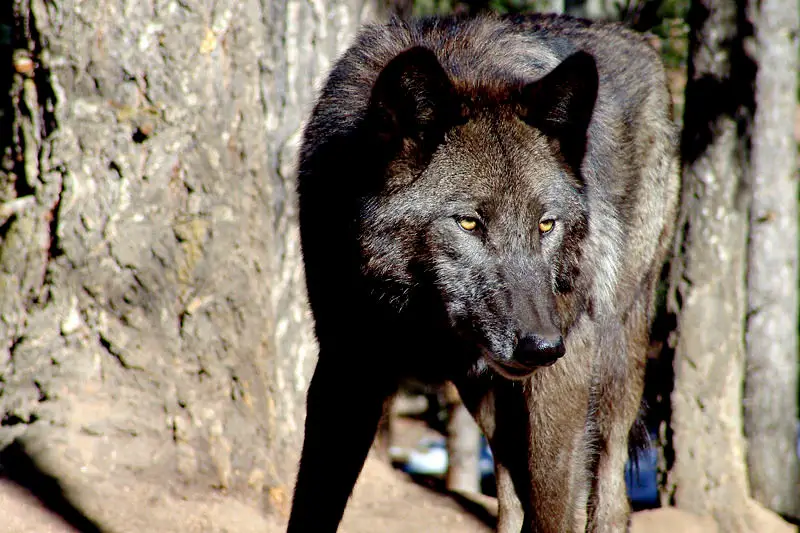 1358407701~Scary-Looking-Black-Timber-Wolf.jpg