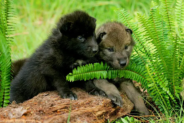 1358407704~Cute-Black-and-Brown-Timber-Wolf-Puppies.jpg