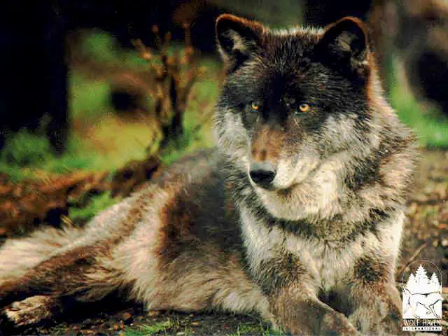 1358407705~Tricolored-Timber-Wolf.jpg