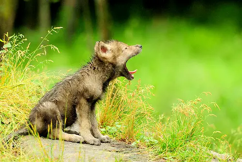 1358407706~Brown-Timber-Wolf-Puppy-Yawning.jpg