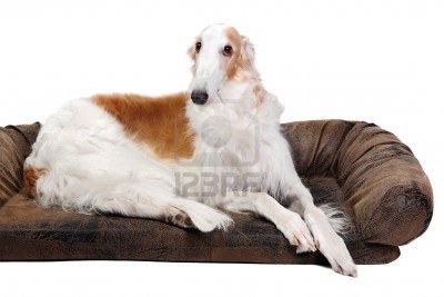 1358414316~Brown-and-white-Russian-Hound.jpg