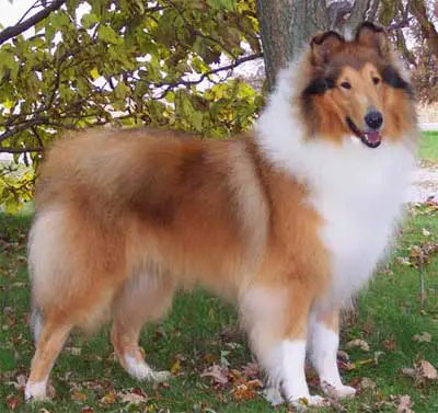 1358584060~Scotch-Collie-in-the-left-side.jpg