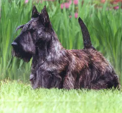 1358587369~Dark-brown-Scottish-Terrier.jpg