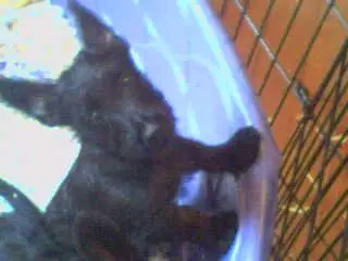 1358607905~Black--Scottish-Skye-Terrier.jpg