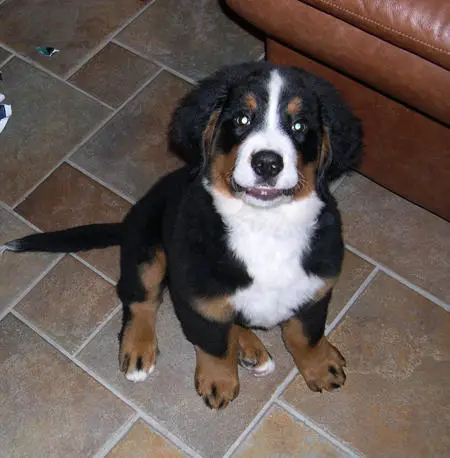 1358672467~Small-Bernese-Hound-is-infront.jpg