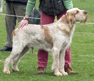 1358676825~Spinone-Italiano-in-the-left-side.jpg