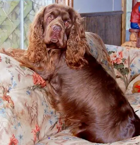 1358677550~Female-Sussex-Spaniel-sitting-in-a-Floral-Couch.jpg
