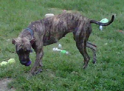 1358696177~Treeing-Tennessee-Brindle-in-the-right-side.jpg