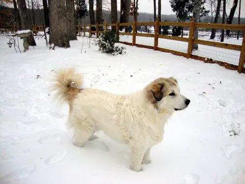 1358867835~Dog-in-Snow.jpg