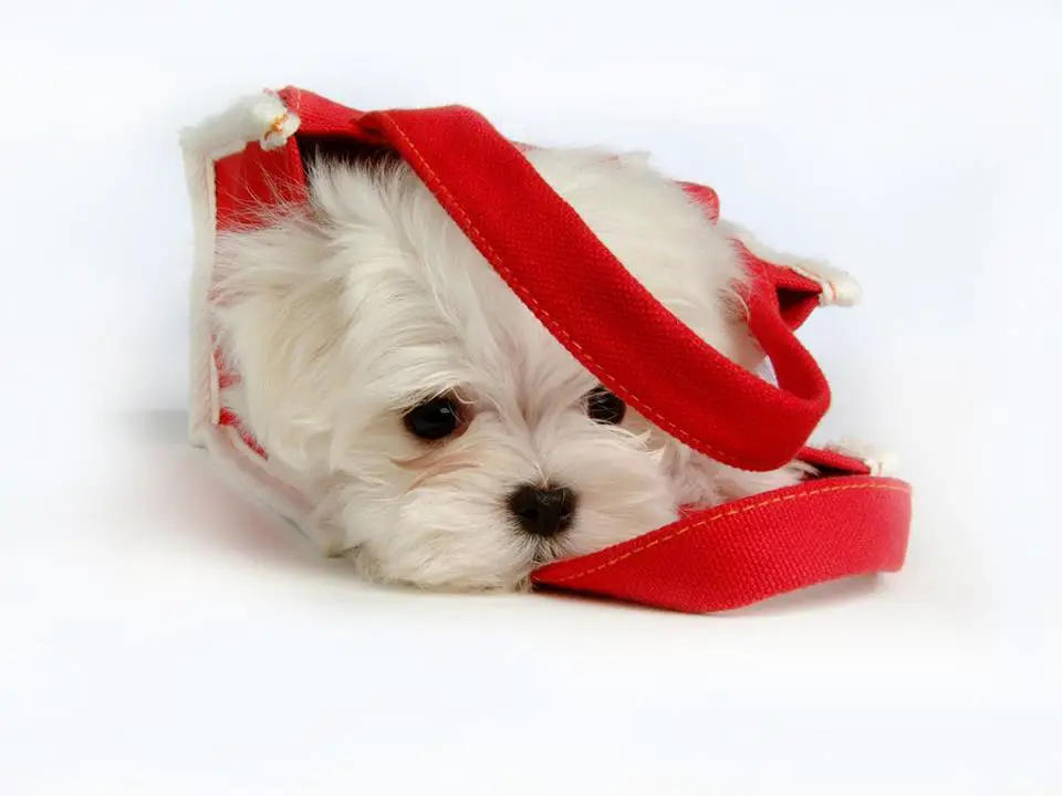 1358984572~Cute-Terrier-in-Bag.jpg