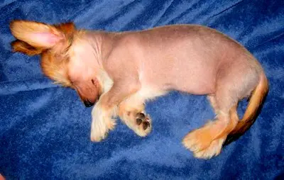 1359164620~Cute-Crestoxie-Puppy-Sleeping.JPG