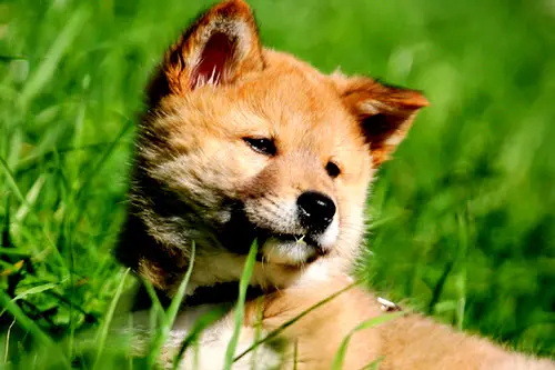 1359176243~Cute-Baby-Dingo.jpg