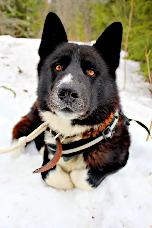 1359176906~Karelian-Bear-Dog-Laying-down-in-the-Snow.jpg