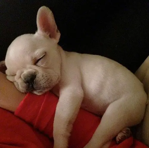 1361130538~Cute-French-Bulldog-taking-a-nap.jpg