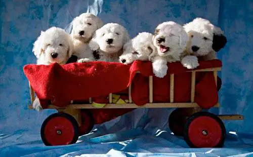 1361626813~Little-Puppies-in-Wooden-Trolley.jpg