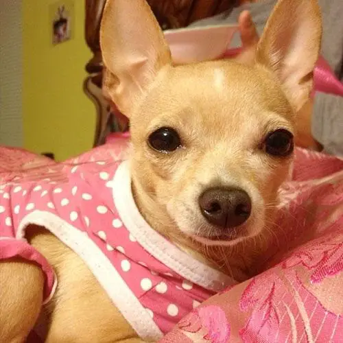 1364848295~Clean-Adorable-Chihuahua-Puppy.jpg
