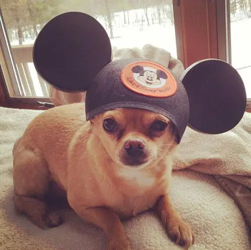 1366063317~Mickey-Chihuahua.jpg