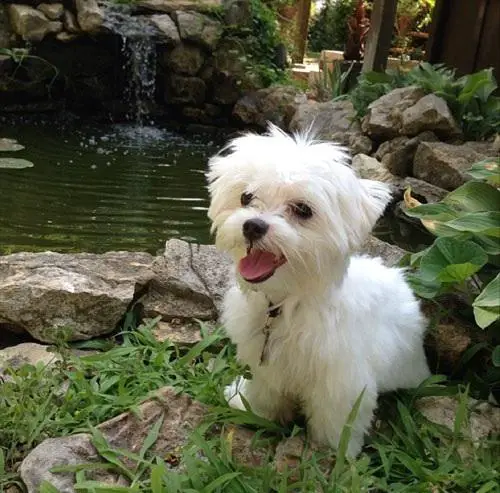 1377361594~White-Cute-Maltese-Puppy.jpg