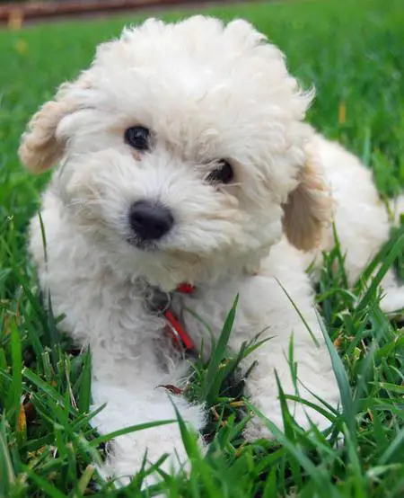 1381760611~White-adorable-Poodle.jpg