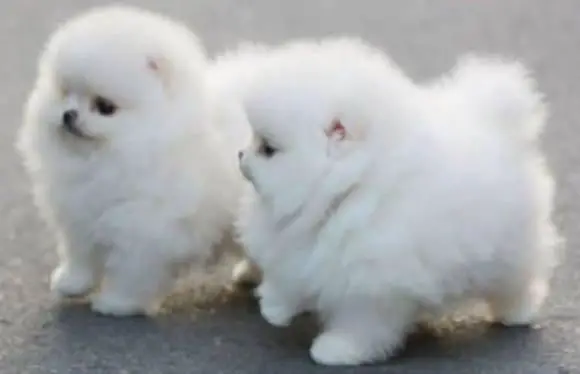 1382622740~Pomeranian-Twins.jpg