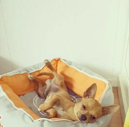 1385590384~Playful-Chihuahua.jpg