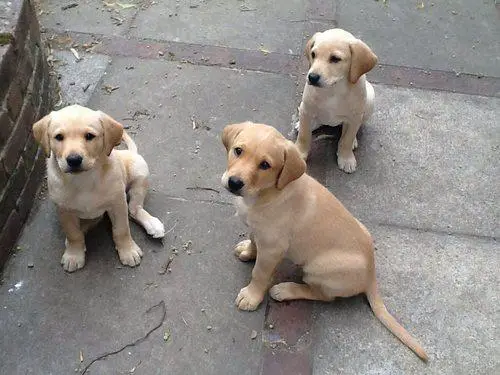 1392625354~Labrador-puppies.jpg